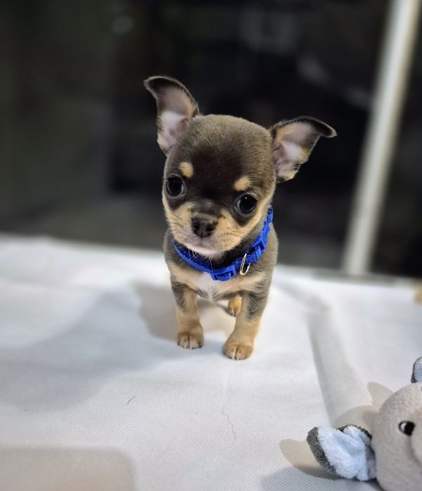 Chihuahua krótkowłosy BLUE & TAN z rodowodem ZKwP
