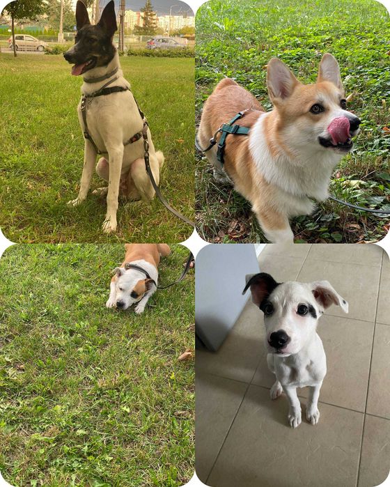 Spacer z Psem, Petsitting (Psy\Koty) Opieka Całodobowa Krzyki