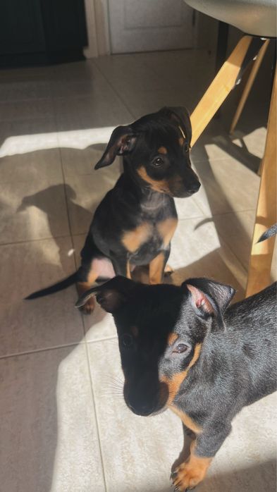 Pinscher miniatura