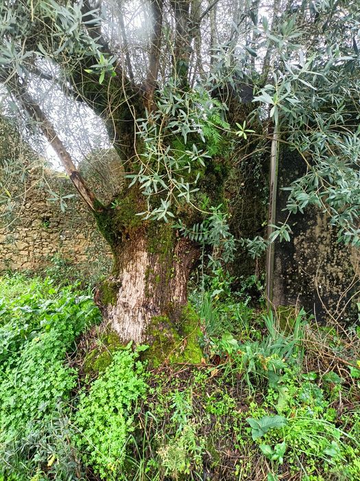Oliveiras seculares