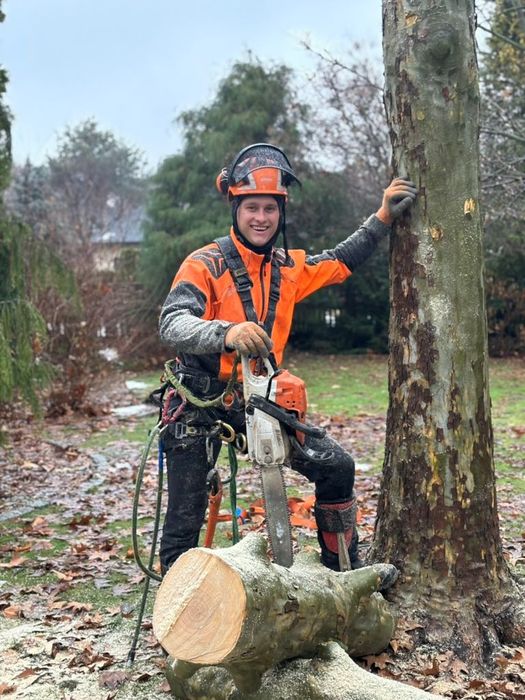 Wycinka i pielęgnacja drzew, frezowanie pni, usługi rębakiem