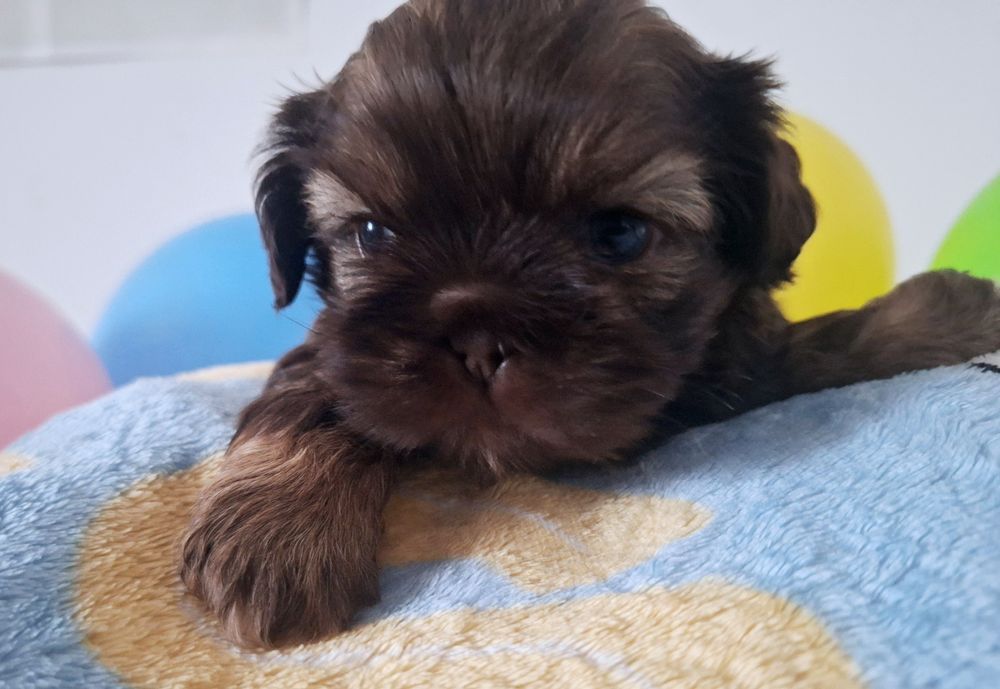 Mini chlopczyk Shih Tzu czekoladowy Eryczek czeka na dom