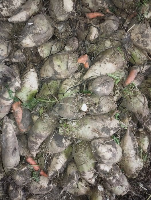 Sprzedam buraki pastewne i marchew.