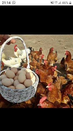 Jajka wiejskie z własnego gospodarstwa. Współpraca