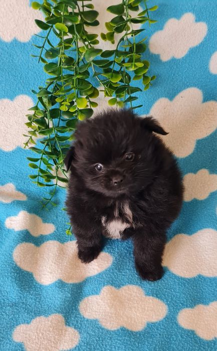 Estupenda Lulu da Pomerânia / Spitz Alemão Anão de Qualidade