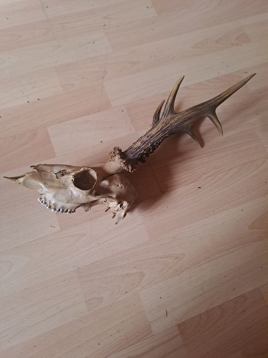 Pomoże Jelenia trofeum