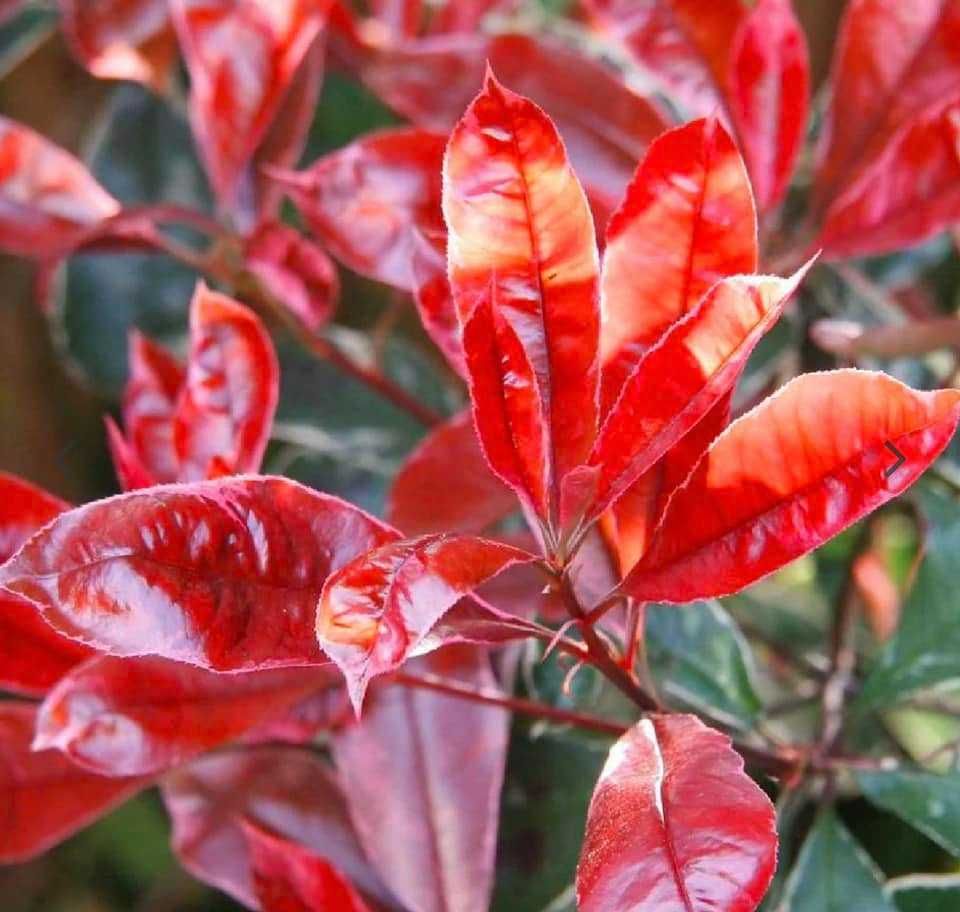 Głogownik żywopłotowy ‚Carre Rouge’ ... Zimozielony krzew na żywopłot!