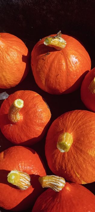 Dynia hokkaido 20 kg bez nawozów z własnej działki