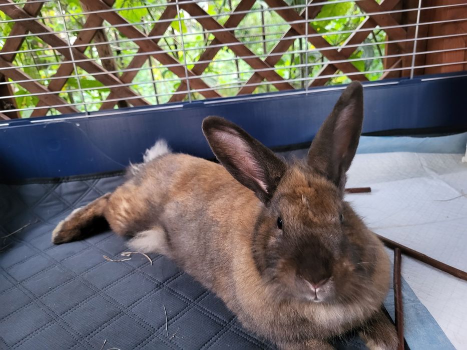 Oddam królika za darmo