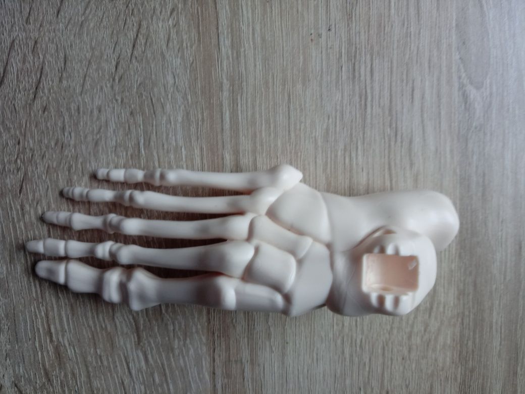 Stopa prawa kostek szkielet ciało człowieka Tajemnice ludzkiego ciała