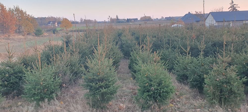 Świerk pospolity,srebny sprzedam hurtowo