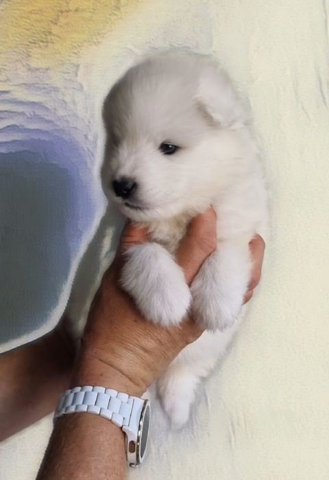 Samoyed szczenię z rodowodem