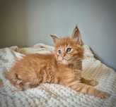 Kocurek rudy Maine coon!!!