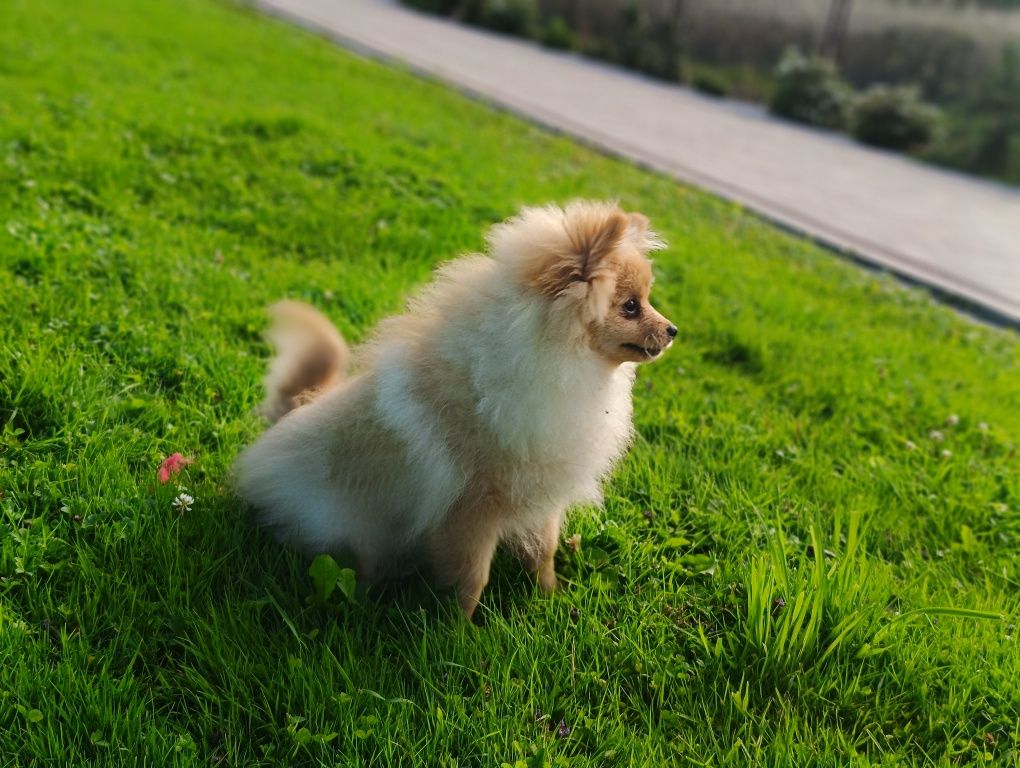 Rezerwacja Chłopiec Szpic mały pomeranian ZKwP