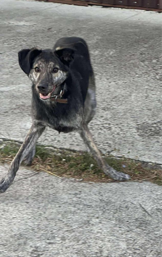 Bagi w typie charta szuka domu z ogrodem