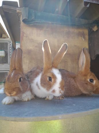 Młode króliki mieszańce samce i samice