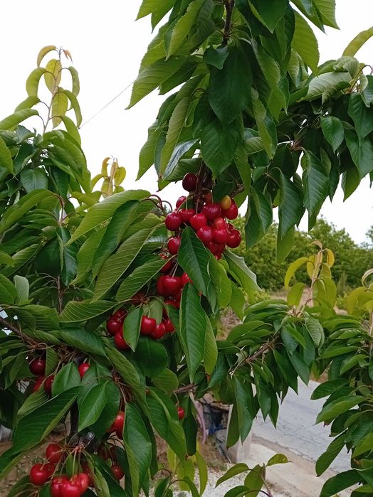 Cereja de Armamar rija de alta qualidade