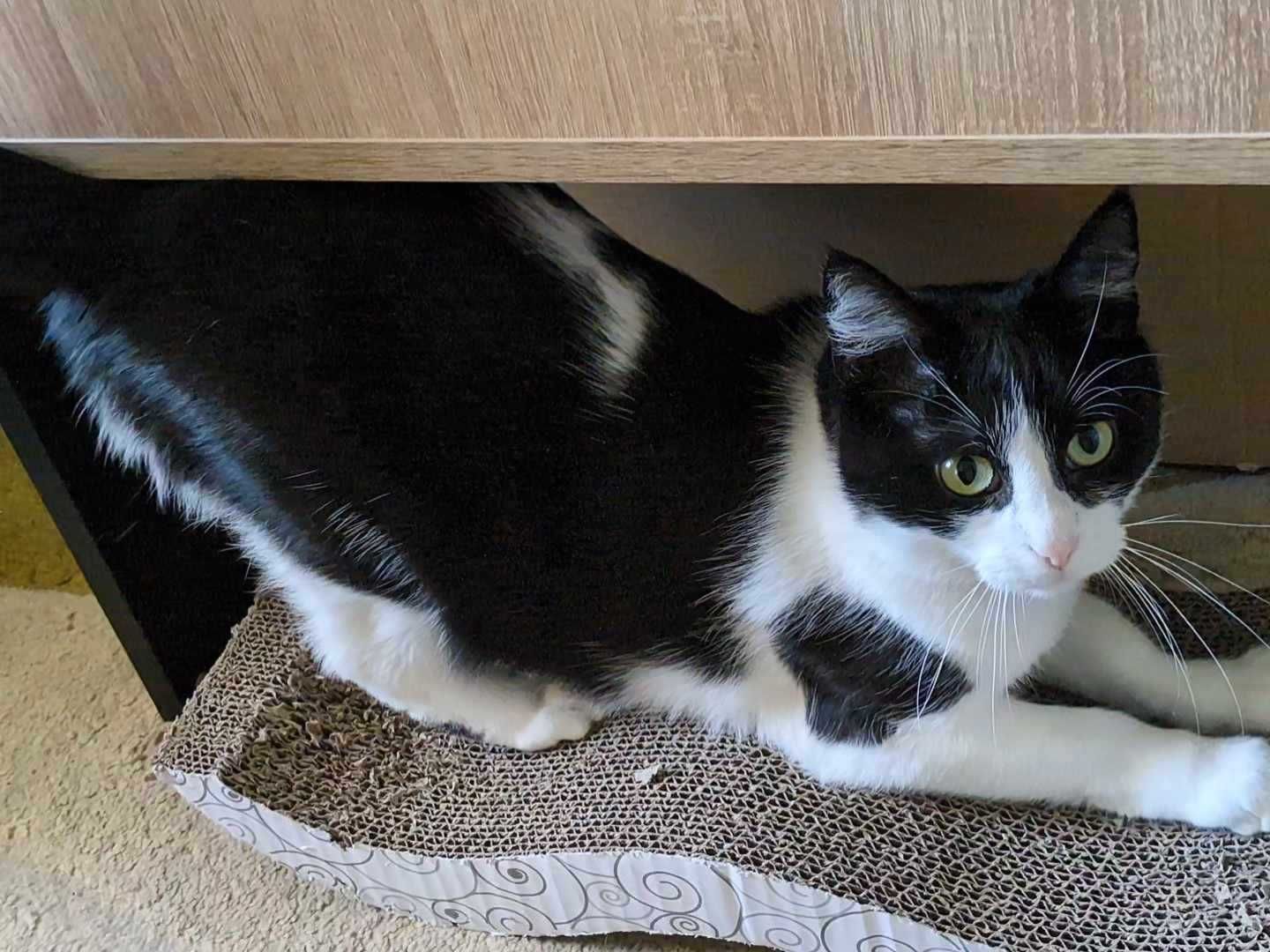 Vicky - piękna kotka do adopcji