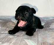 Buldog francuski, buldogi francuskie ZKwP FCI