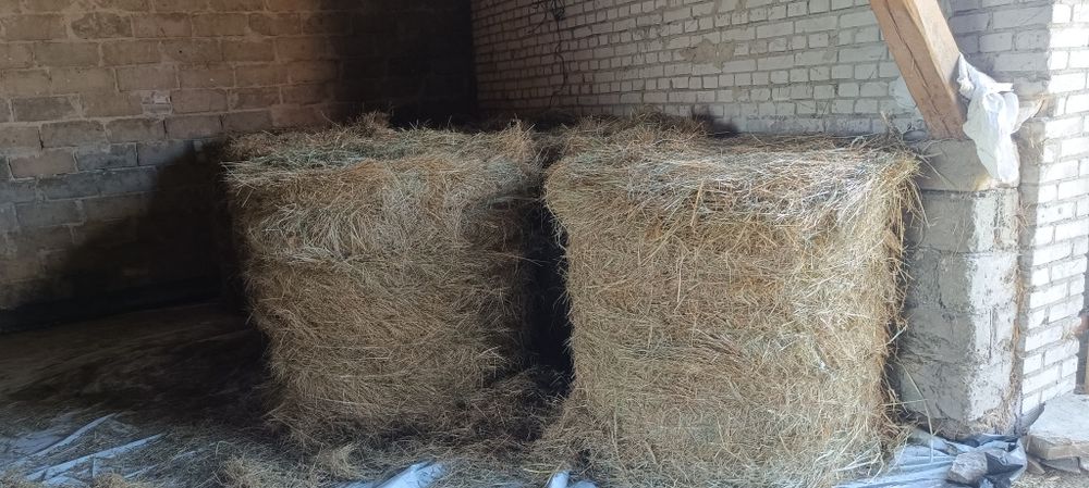 Siano w balotach 120