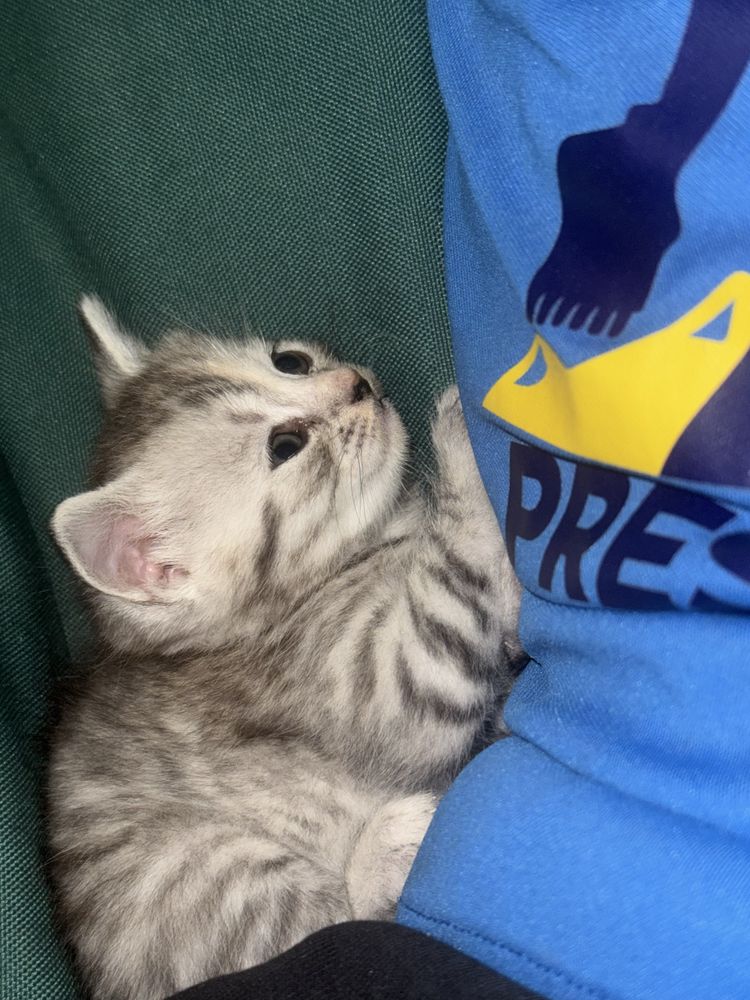 Кошенята шотландські Скотіш страйт