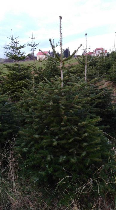 Choinka Jodła kaukaska 1 gatunek ścinana z pola