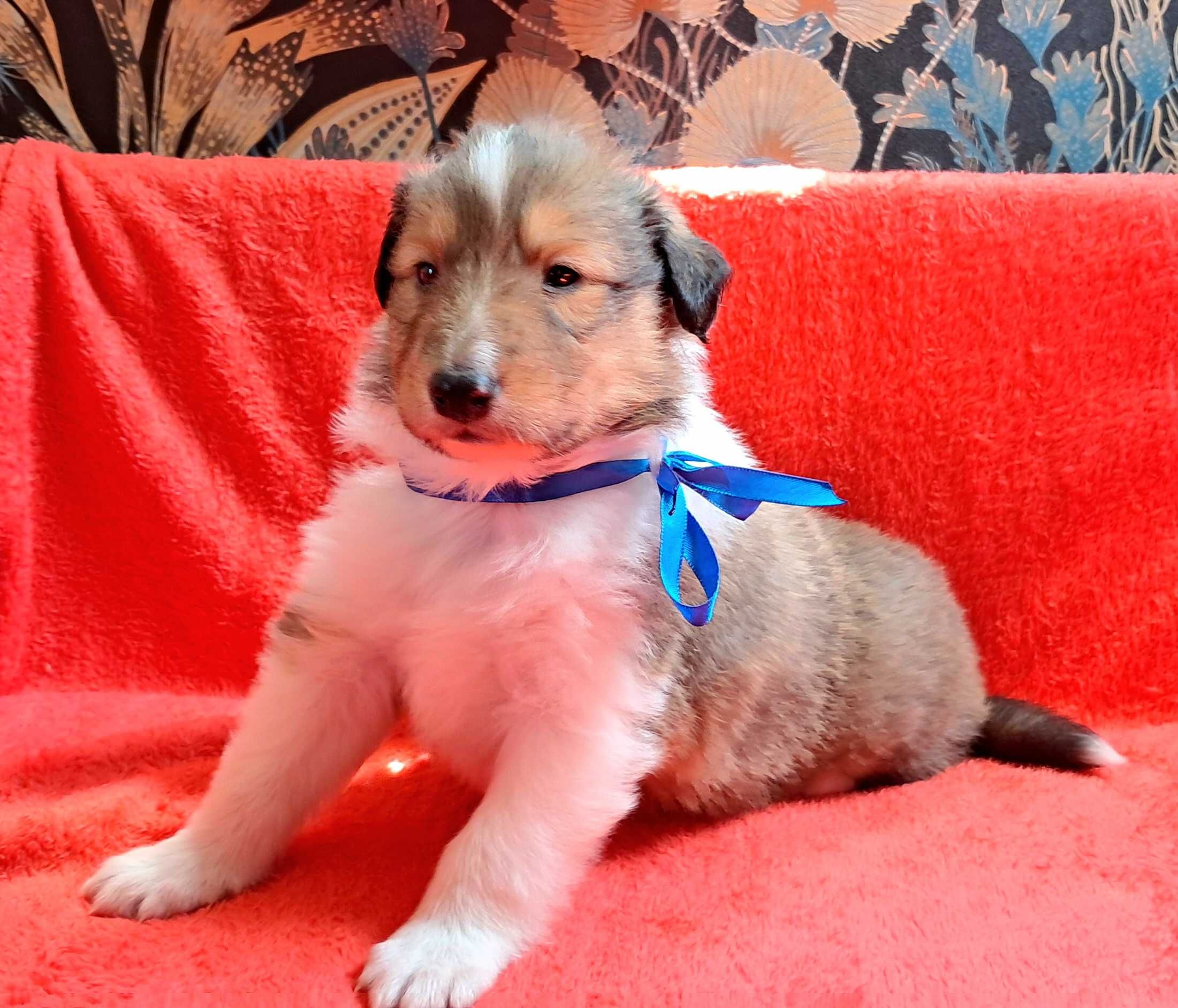Owczarek Szkocki Collie-piesek