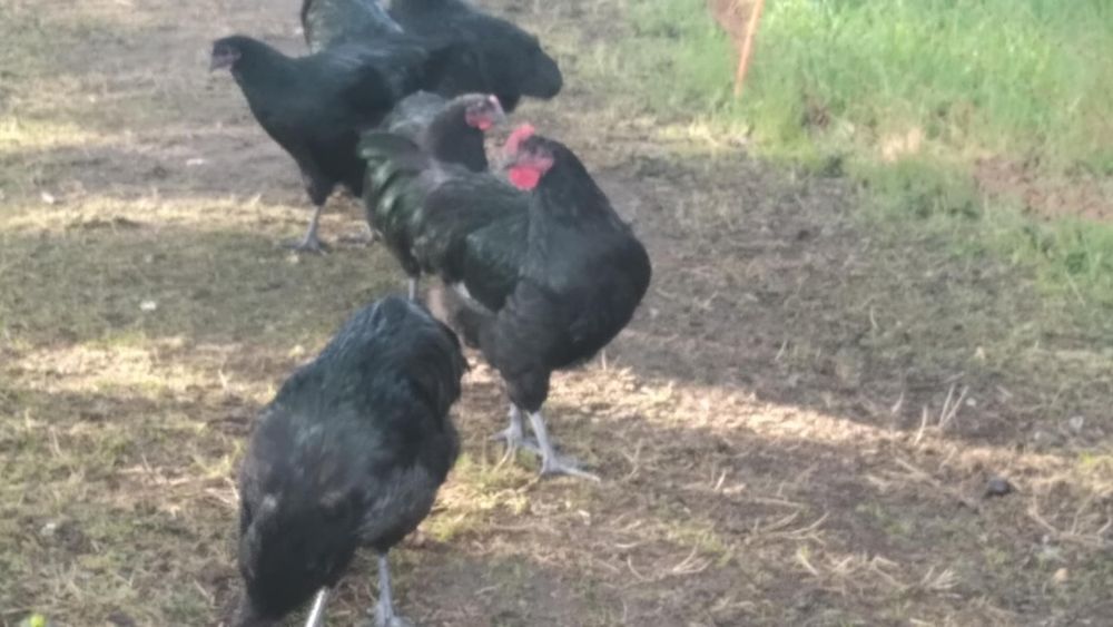 Koguty australorp
