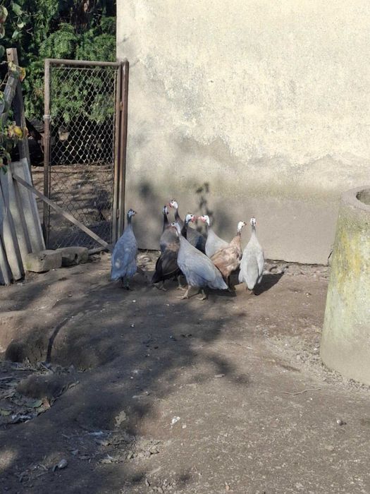 Sprzedam indyki, perlice i kaczki