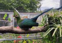 Casal de Turaco Livingston