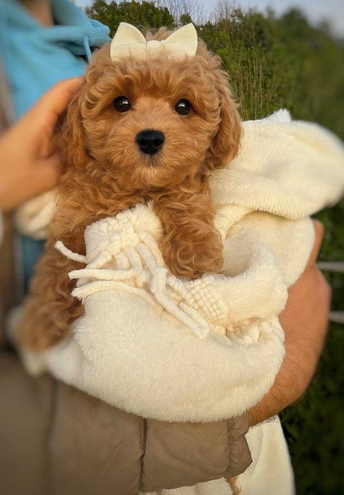 Toy Caniche Mini Micro Menina Disponível