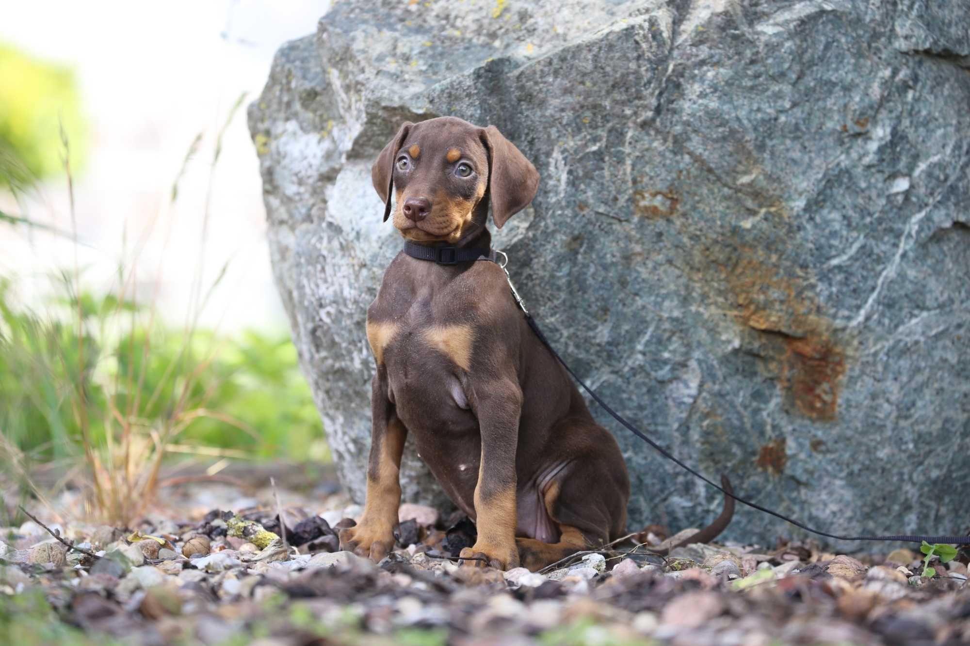 Szczeniak Doberman Czekoladowy
