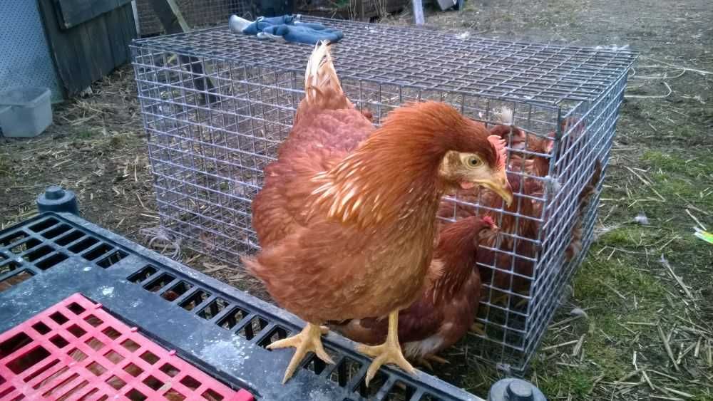 Ferma sprzeda kury kp35