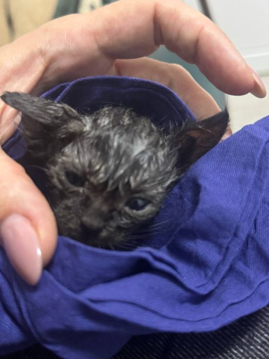 Віддаю котенят в хороші руки