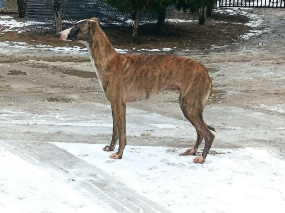 Oddam whippet piesek