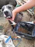 Cadela pit bull para doar