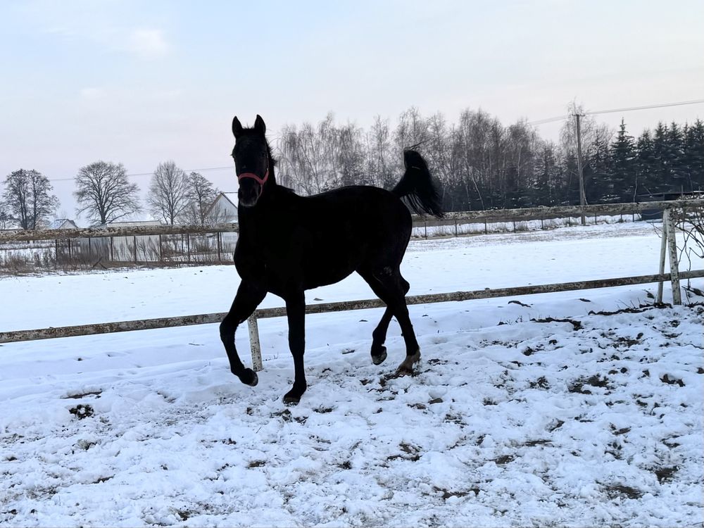Ogier DARKO AC po Candy Progres