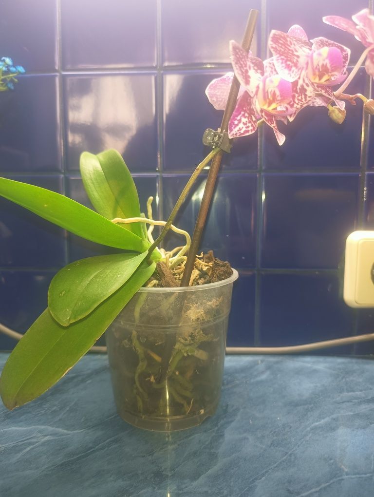Орхидея сорт мультифлора