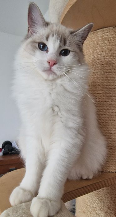 Koteczka Ragdoll blue bicolor lynx