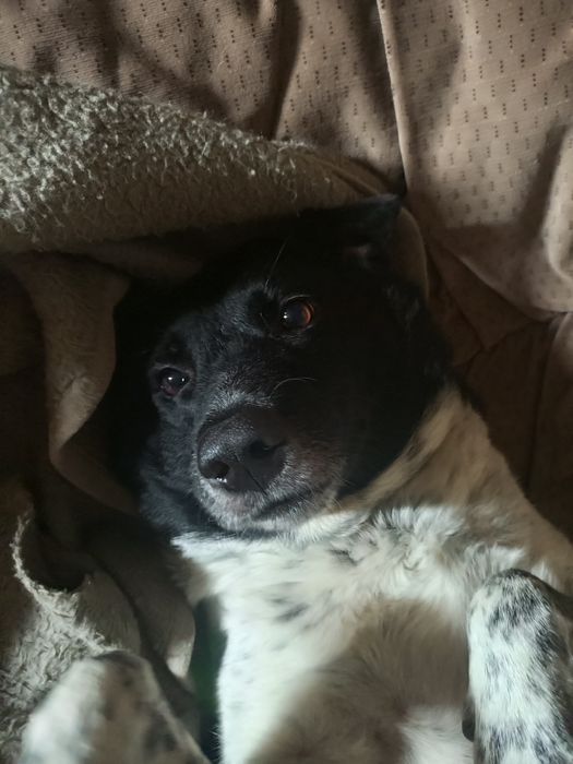 Віддам в добрі руки собачку