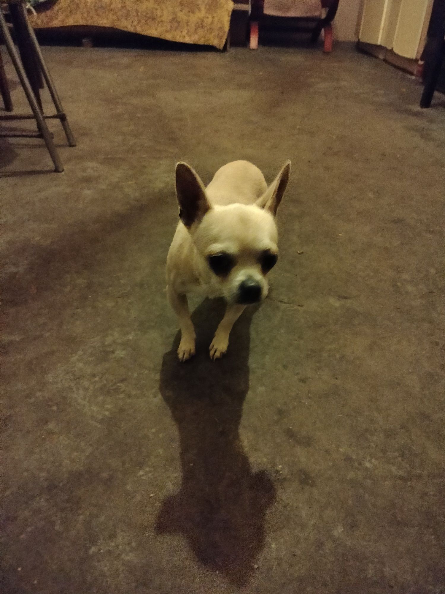 Chihuahua piesek