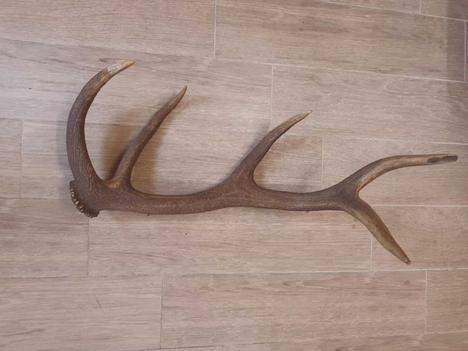 Zrzut jelenia duży rogi poroże