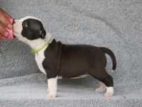 Amstaff dziewczynka FCI