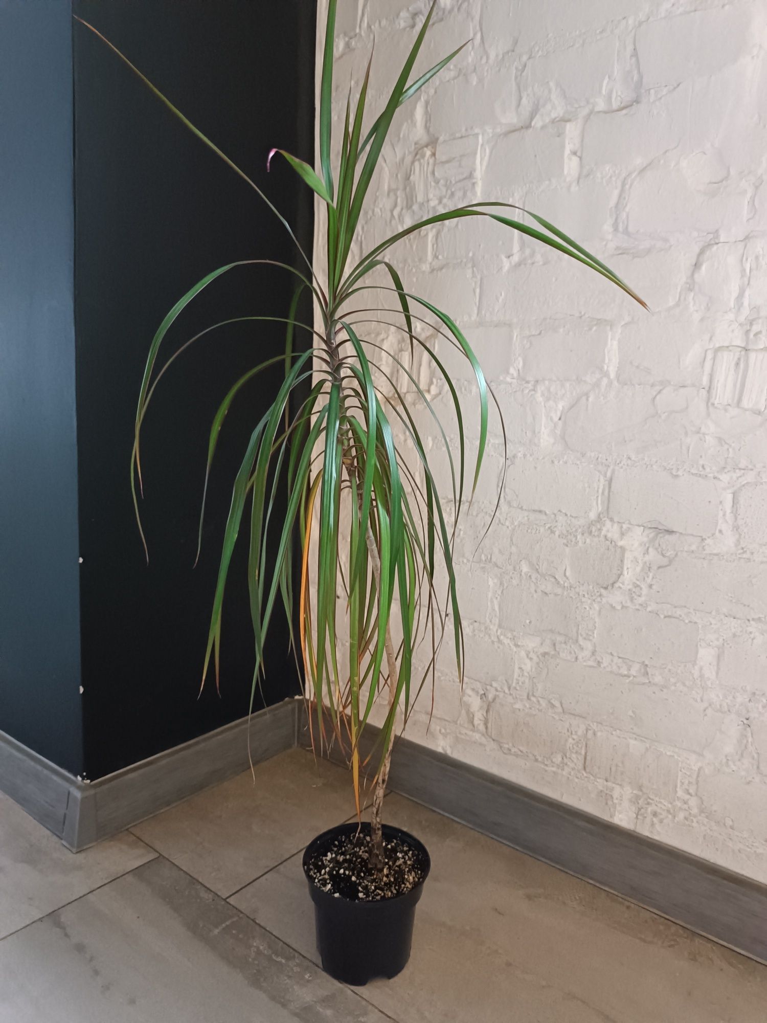 Dracena marginata