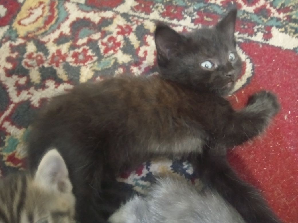 Маленькие котята