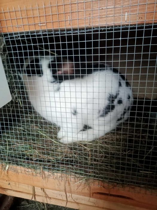 Królik Srokacz Niemiecki