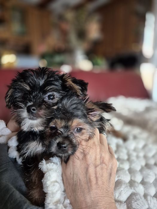 Maleńka sunia York Terier z dodatkowym białym kolorem.
