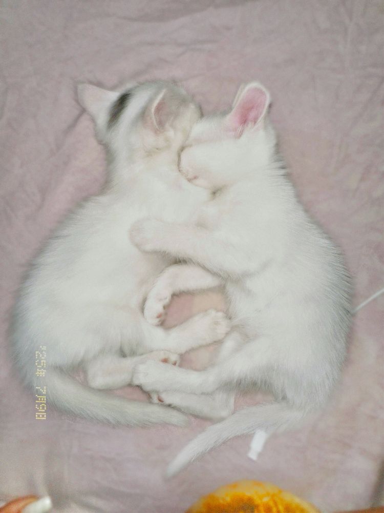 Котенок турецкой ангоры