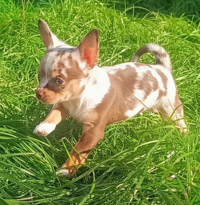 Chihuahua krótkowłosa - piesek merle z niebieskimi oczkami