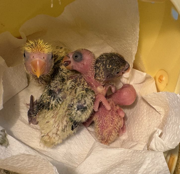 Agapornis para criar a mão